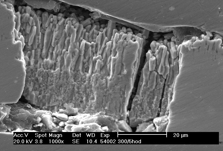 non-etched cross section 10: REM snímek zinkového povlaku 1000