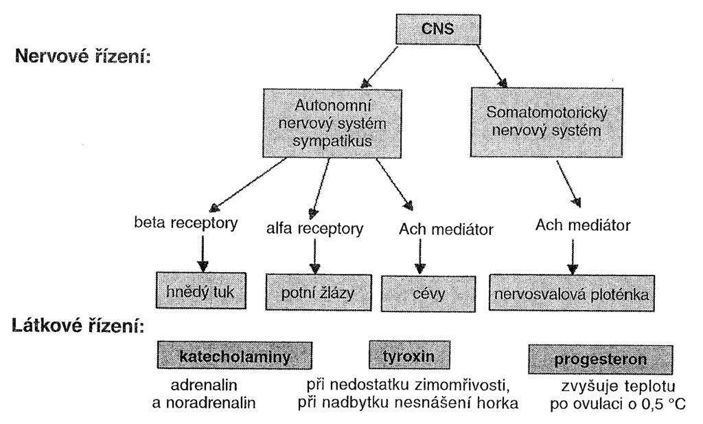 Řízení tělesné teploty je dvojího druhu, nervové a látkové. Obrázek č.4: Řízení tělesné teploty (Bartůňková, 2006) 2.9.