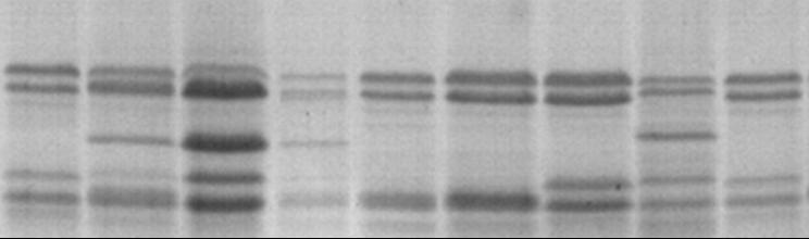 Eritrospermum 917 Transfer