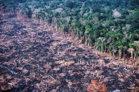 Antropogenně podmíněný úbytek lesních ploch - odlesňování Odlesňování (deforestace): systematické