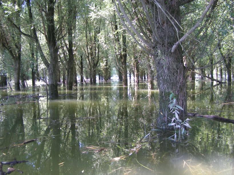 Narušování biodiverzity Přirozené: požáry, povodně, sopečná činnost http://workingfornature.