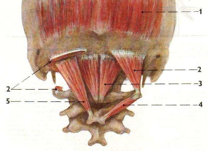 Příloha 4 Hluboké svaly šíjové (Čihák, 2001) 1. m. occipitalis 2. m. obliquus capitis superior 3. m. rectus capitis posterior minor 4.