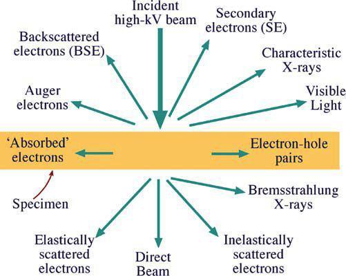 Interakce elektronů se vzorkem TEM pracuje s elektrony, které prošly preparátem kontrast v obraze vzniká díky rozptylu elektronů vzorkem nositeli strukturní informace v TEM jsou elasticky