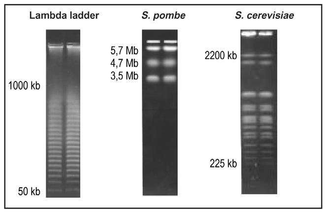 Používané standardy velikostí pro PFGE Konkatemery plazmidů Konkatemery DNA fága lambda Velikost monomeru 48,5 kb Makrorestrikční fragmenty bakteriálních genomů Staphylococcus aureus Escherichia coli