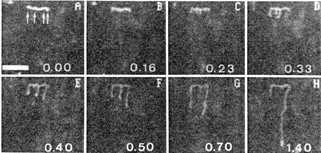 Pohyb DNA v