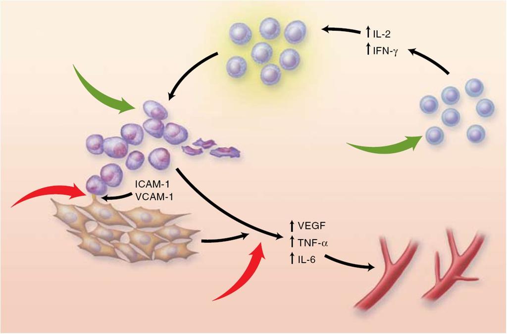 Mechanismus účinku II přímý protinádorový efekt buňky mnohočetného myelomu aktivace NK-buněk stimulace T h -buňek T h -lymfocyty inhibice adheze