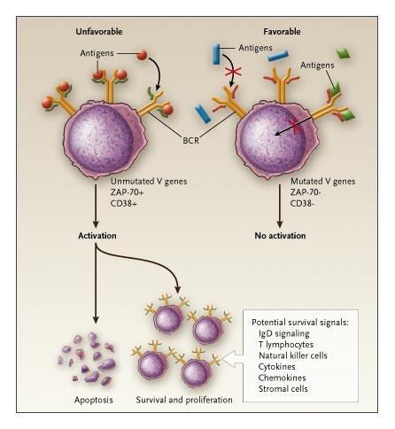 Obrázek 3B: CLL s nemutovaným stavem IGHV stimulace antigeny přes BCR. (Aktivace buněk vede buď k apoptóze nebo k přežití a proliferaci.