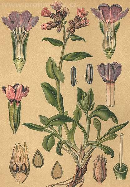 Boraginaceae (brutnákovité) květy většinou krátce stopkaté oboupohlavné (zřídka jen samčí nebo samičí) pravidelné, pětičetné se dvěma pestíky a pěti tyčinkami kalich je hluboce