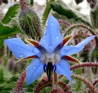 Boraginaceae (brutnákovité)