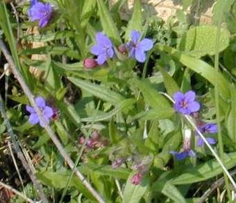 Boraginaceae (brutnákovité) 100 rodů/2