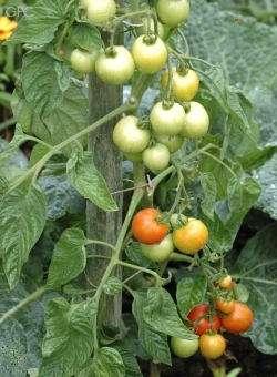 lilek brambor (Solanum