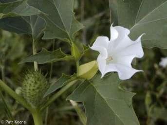 obecný (Datura