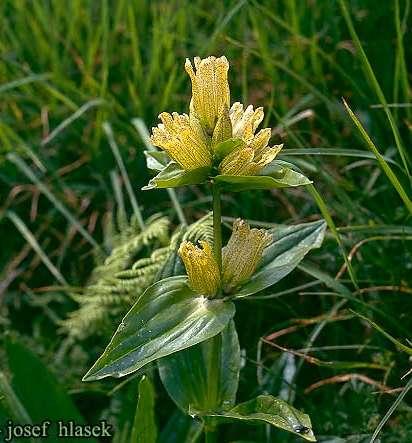 tečkovaný (Gentiana