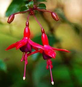 (Epilobium angustifolium)