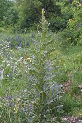 Scrophulariaceae