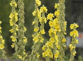 brunátná (Verbascum