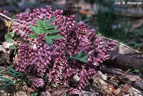 bílá (Orobanche alba)