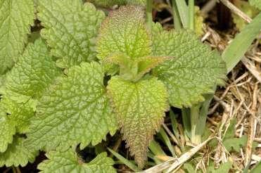 Lamiaceae (hluchavkovité) listy