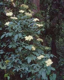 Pravé Asteridy II systém: řád Apiales (miříkotvaré) Apiaceae (miříkovité) řád Dipsacales (štětkotvaré) Dipsacaceae (štětkovité) Valerianaceae