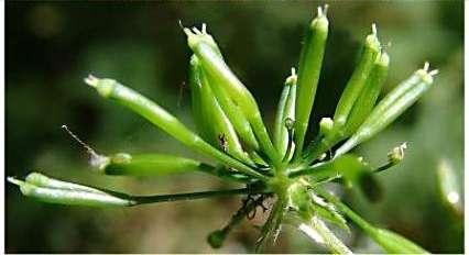 Apiaceae (miříkovité) květy v