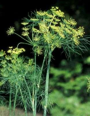 graveolens) fenykl