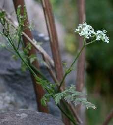 Apiaceae