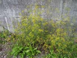 Apiaceae (miříkovité)