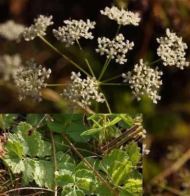 (Heracleum