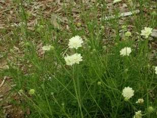 žlutavý (Scabiosa