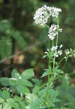 Valerianaceae (kozlíkovité) převážně byliny, polokeře a keře listy střídavé, nejčastěji