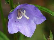 Campanulaceae (zvonkovité) květenství