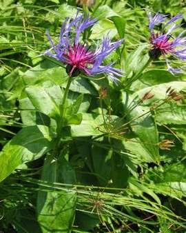 Asteraceae (hvězdnicovité) 1 100 rodů/25 000