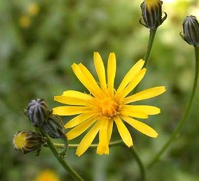 dvouletá (Crepis