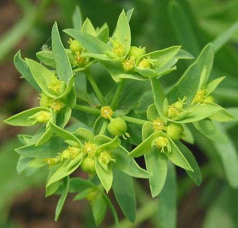 Euphorbiaceae (pryšcovité) květenství