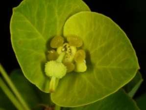 Euphorbiaceae (pryšcovité) květenství u rodu pryšec (Euphorbia) je modifikované v cyathium drobné