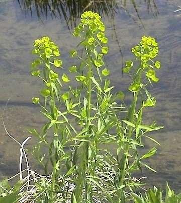 chvojka (Euphorbia