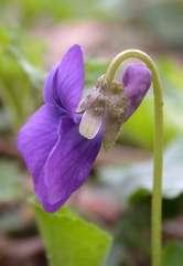 Violaceae (violkovité) Obecná