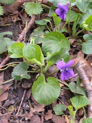 Violaceae (violkovité)