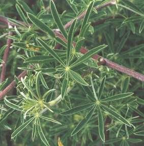 Fabaceae (bobovité)