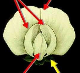 Fabaceae (bobovité) květy oboupohlavné souměrné složené do