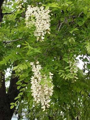 Fabaceae (bobovité)