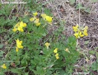 (Lotus corniculatus