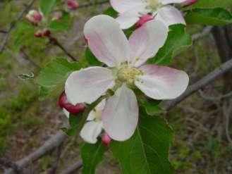 Rosaceae (růžovité) květy oboupohlavné pravidelné