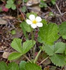 Rosaceae (růžovité) Rosoideae (růžové) byliny i dřeviny,