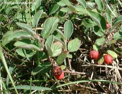 Rosaceae (růžovité) Maloideae