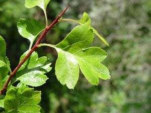 (Cotoneaster integerrimus)