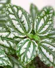 Urticaceae (kopřivovité) Obecná charakteristika byliny, vzácně dřeviny časté