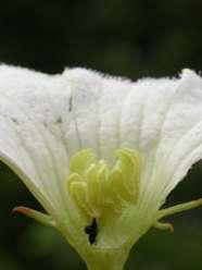 Cucurbitaceae (tykvovité) květy většinou