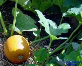 Cucurbitaceae (tykvovité) řada hospodářsky