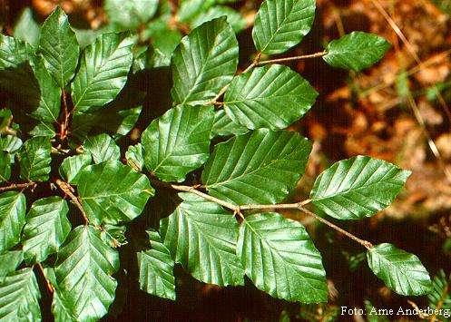 Fagaceae (bukovité) Obecná